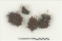 藏品(金髮苔科)的圖片